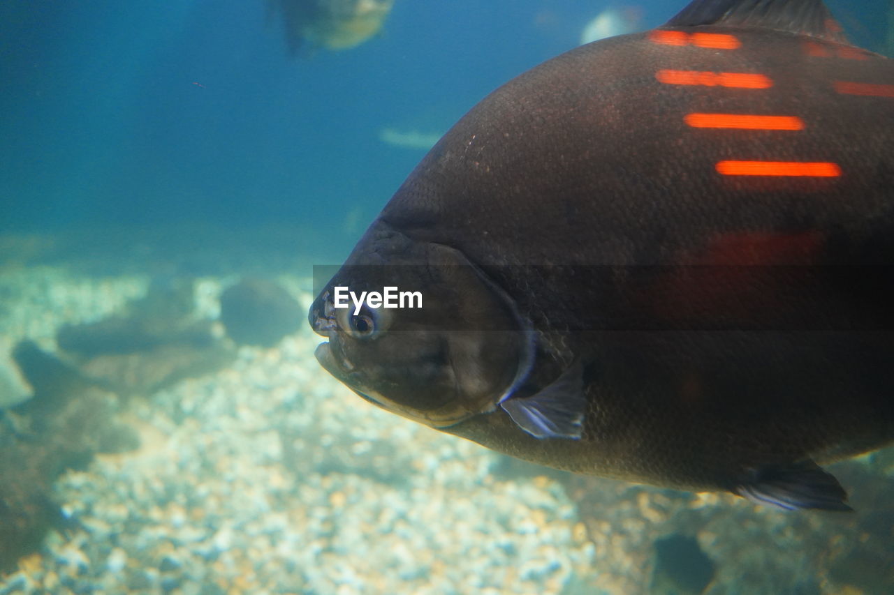 Close-up of fish swimming in sea