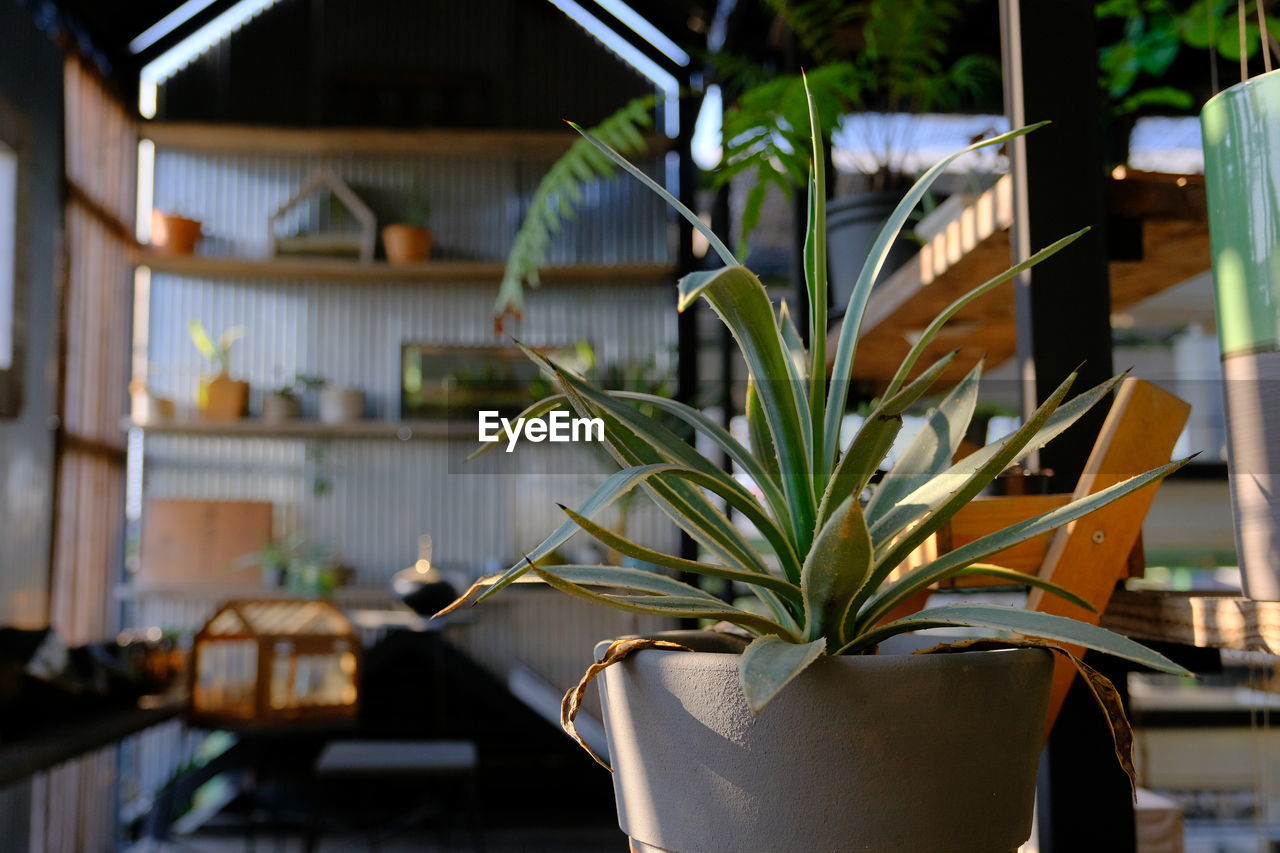 CLOSE-UP OF POTTED PLANT