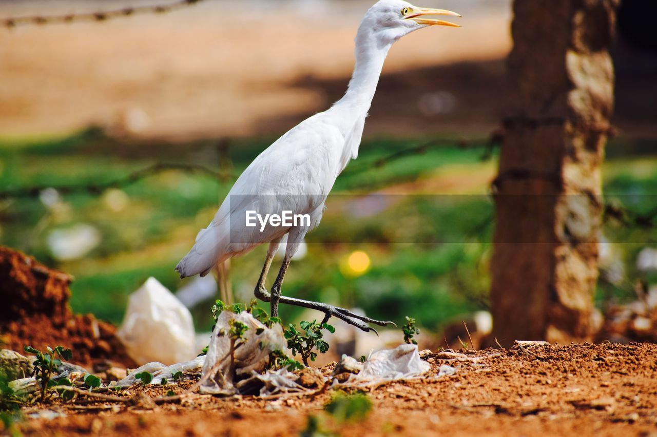 CLOSE-UP OF WHITE BIRD PERCHING ON BRANCH