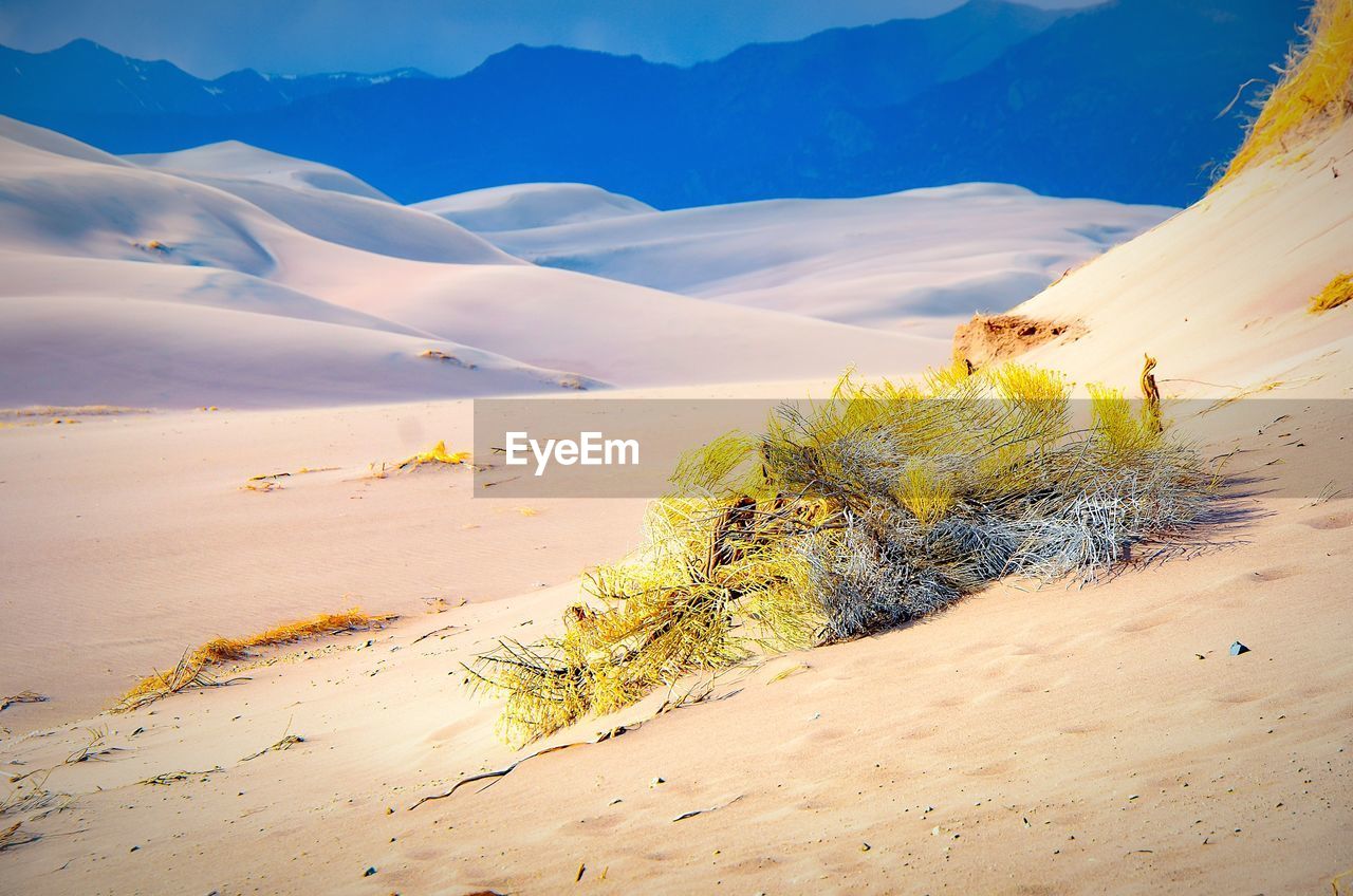 Plants at desert against mountains