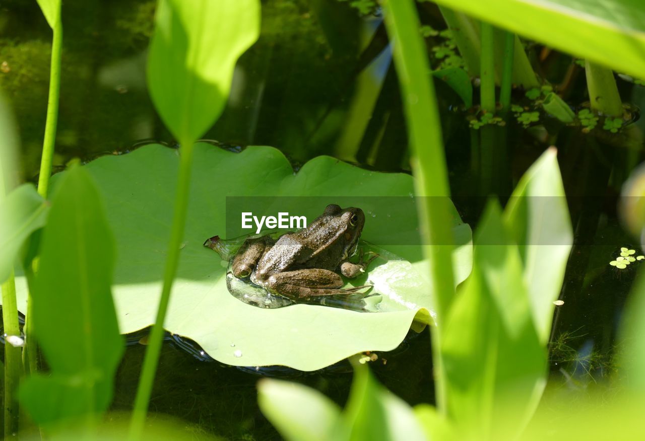 INSECT ON A LEAF