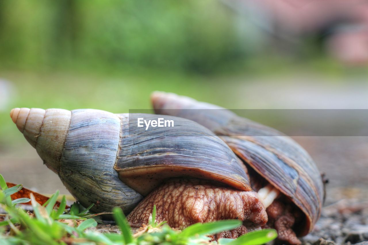 Close-up of two snails are falling in love. praslin island seychelles