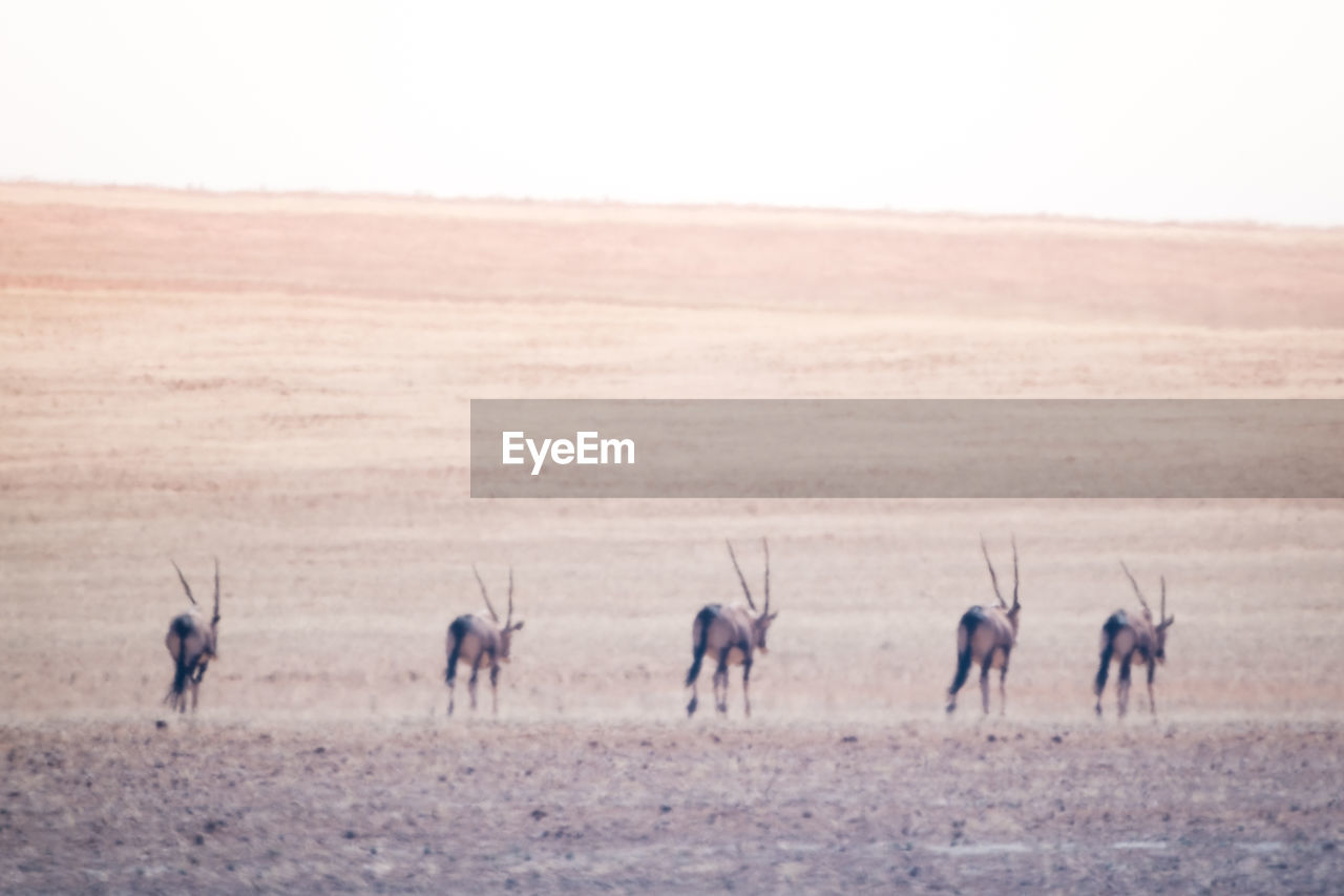 GROUP OF HORSES IN THE FIELD