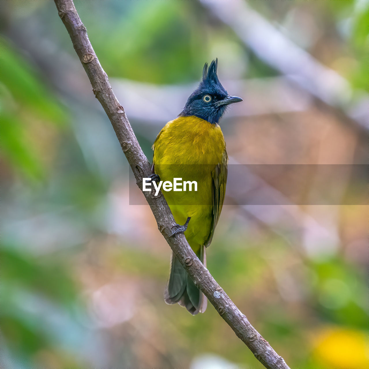 Close-up of bird perching on branch