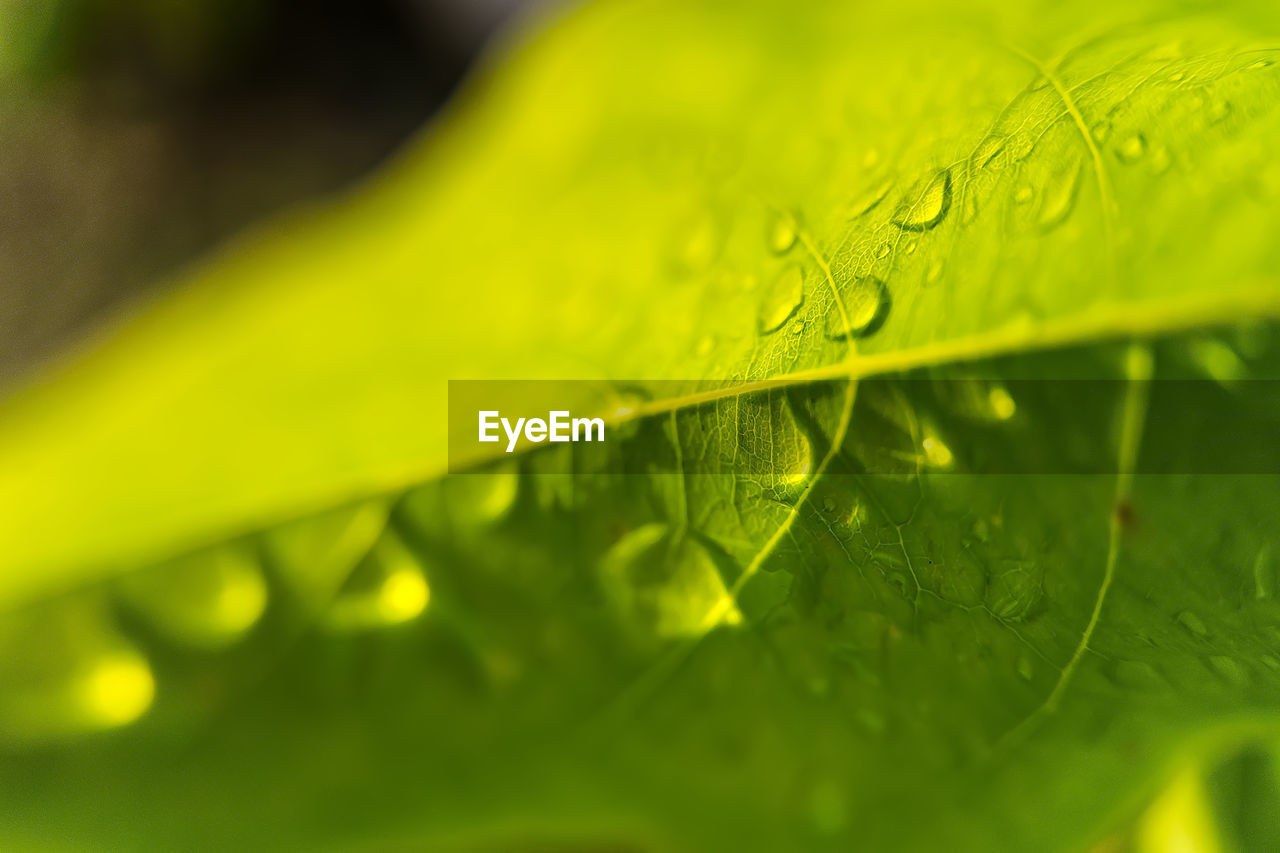 CLOSE-UP OF WET PLANT LEAVES