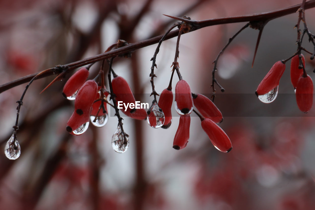 CLOSE-UP OF RAINDROPS ON TREE