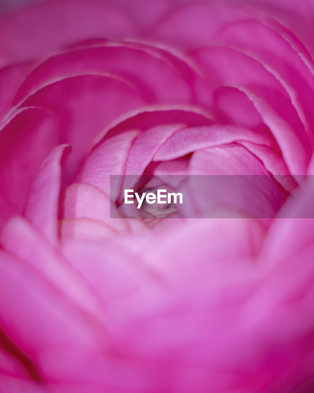 pink, flower, plant, flowering plant, beauty in nature, close-up, freshness, purple, petal, fragility, rose, selective focus, nature, no people, macro photography, flower head, full frame, growth, extreme close-up, inflorescence, backgrounds, magenta, macro, outdoors, springtime