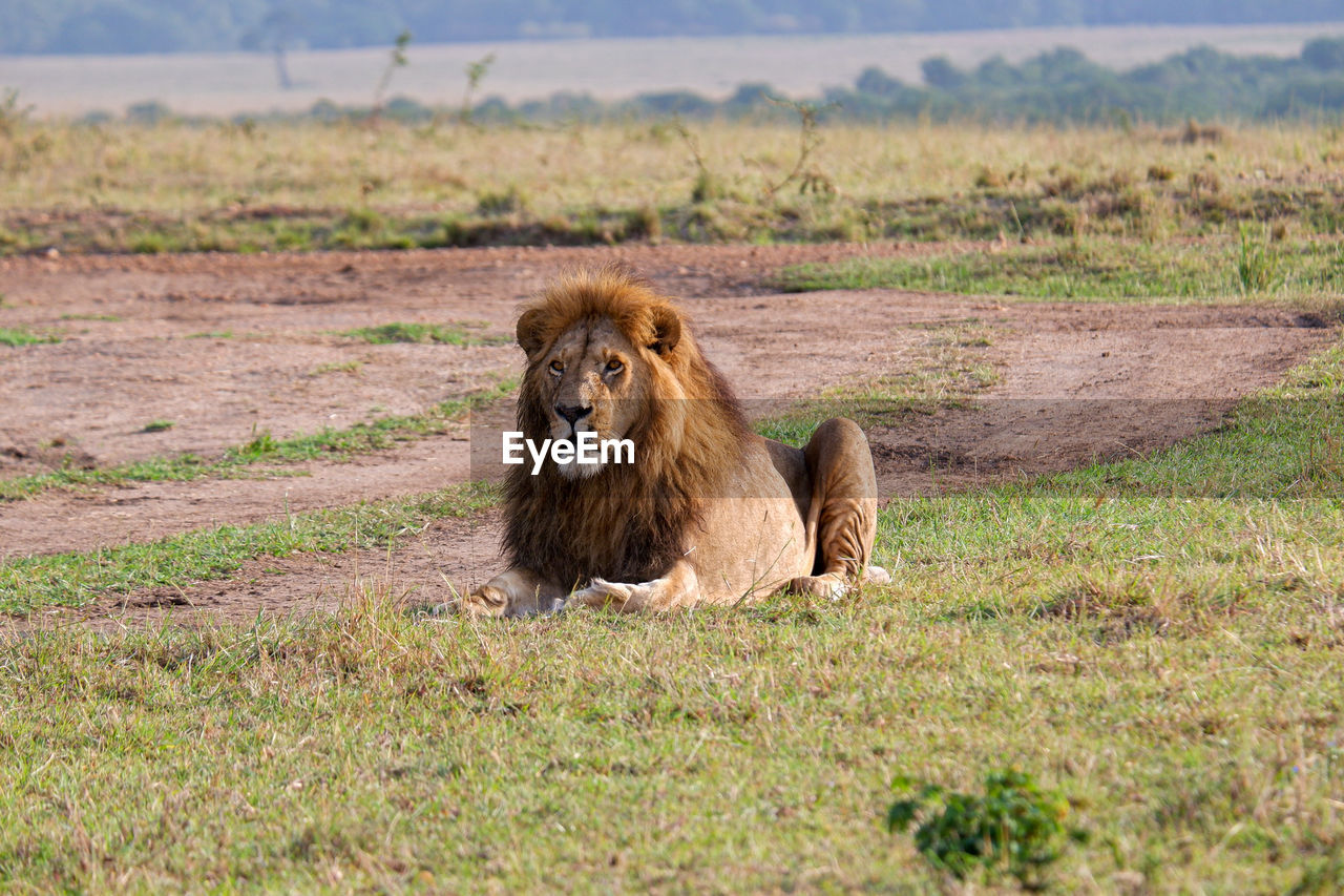 Male lion at rest in the maasai mara, kenya