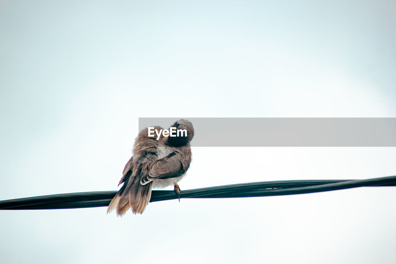 animal, animal themes, animal wildlife, bird, wildlife, perching, one animal, copy space, nature, cable, no people, wing, sky, beak, branch, low angle view, day, full length, outdoors, animal body part, close-up, blue