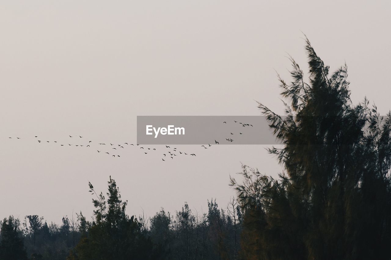 LOW ANGLE VIEW OF BIRDS FLYING IN THE SKY