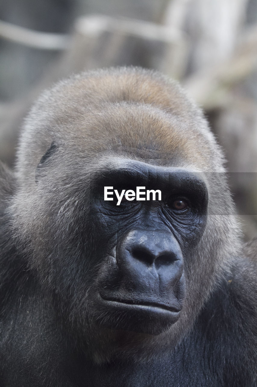 CLOSE-UP OF A MONKEY LOOKING AWAY