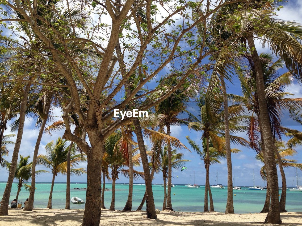 Trees at beach