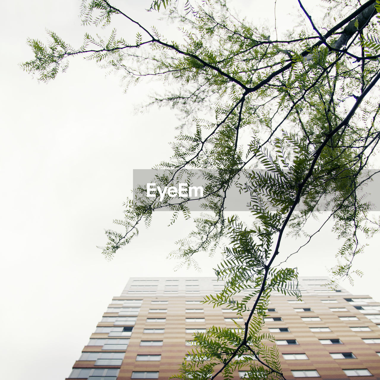 Low angle view of tree by modern buildings in city against clear sky