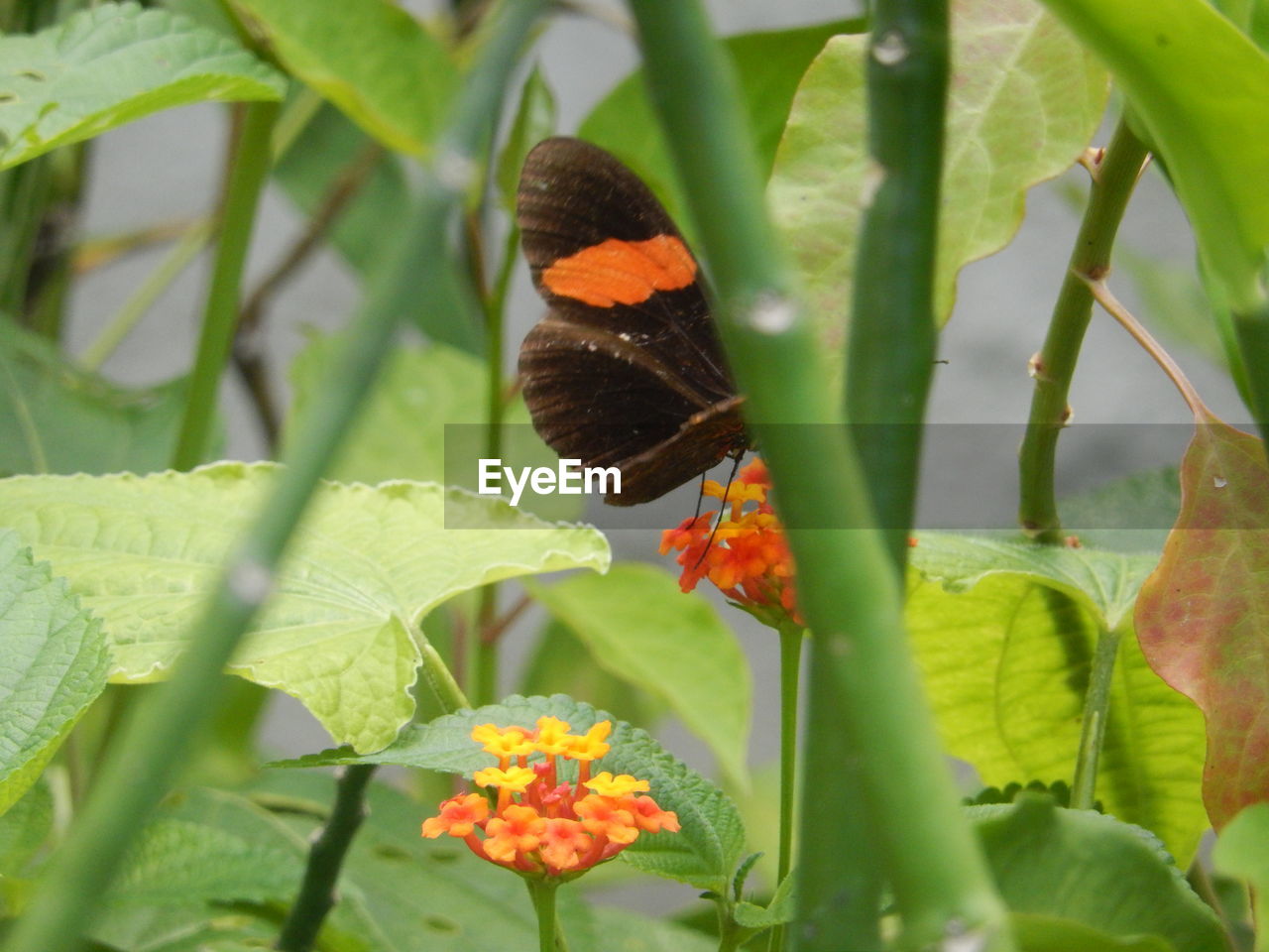 CLOSE-UP OF BUTTERFLY ON FLOWER