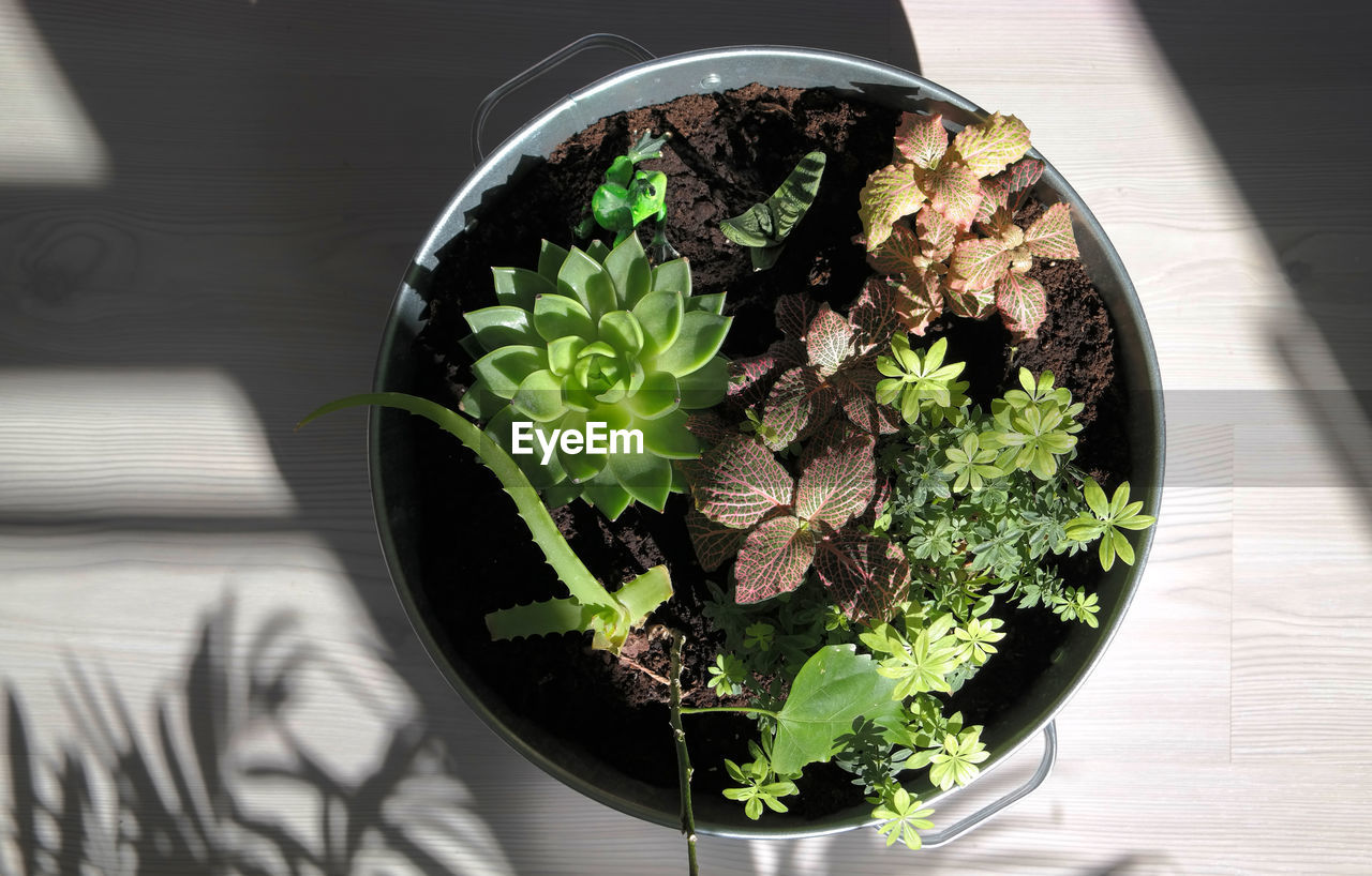 HIGH ANGLE VIEW OF POTTED PLANT IN BOWL ON TABLE