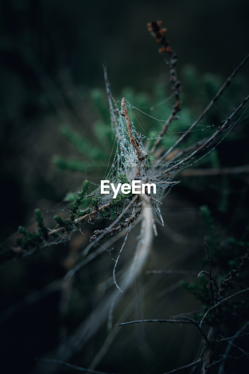 Close-up of spider web on plant