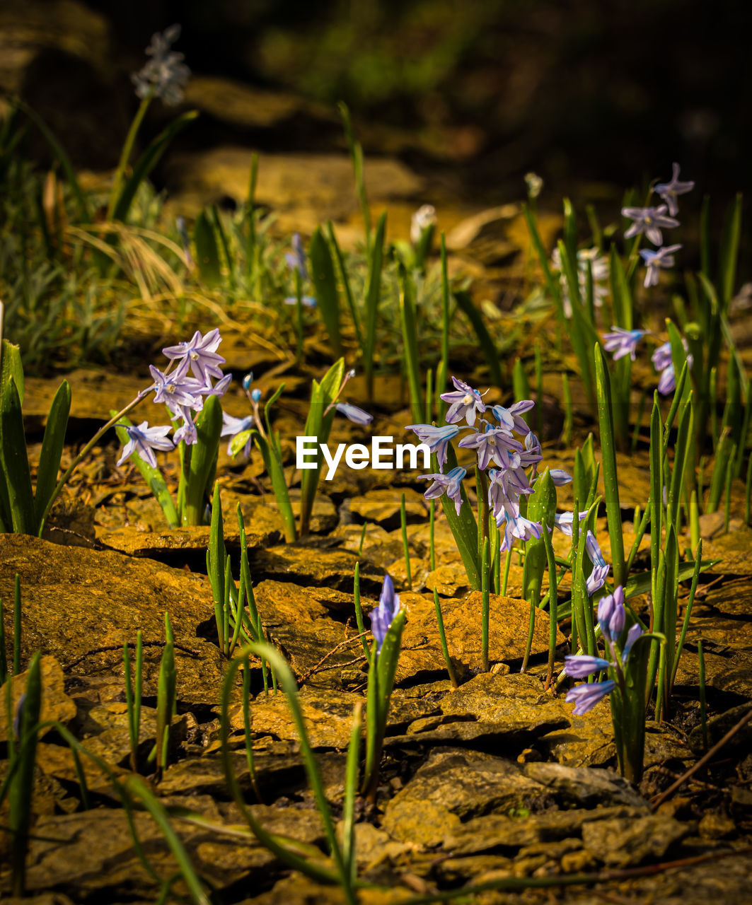 nature, plant, flower, flowering plant, beauty in nature, grass, green, growth, freshness, no people, macro photography, land, close-up, woodland, wildflower, field, fragility, outdoors, sunlight, leaf, day, purple, garden, environment, flower head, meadow, springtime, tranquility, water