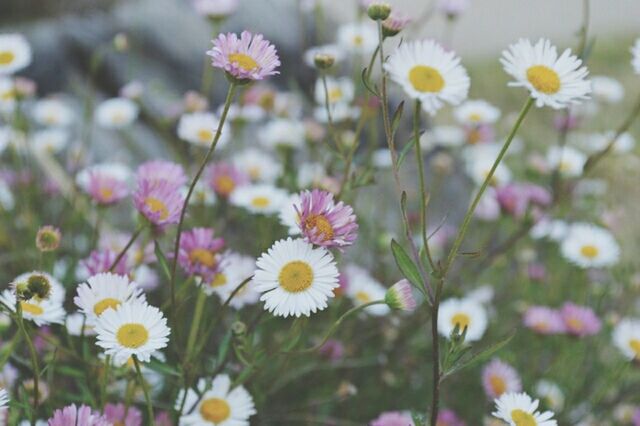 CLOSE-UP OF WHITE DAISY FLOWERS