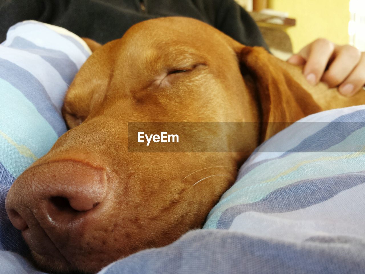 CLOSE-UP OF DOG SLEEPING ON PERSON