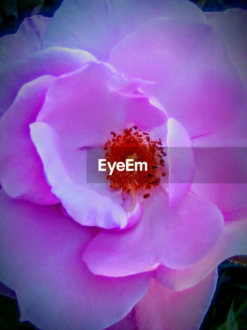 CLOSE-UP OF PINK FLOWER BLOOMING OUTDOORS