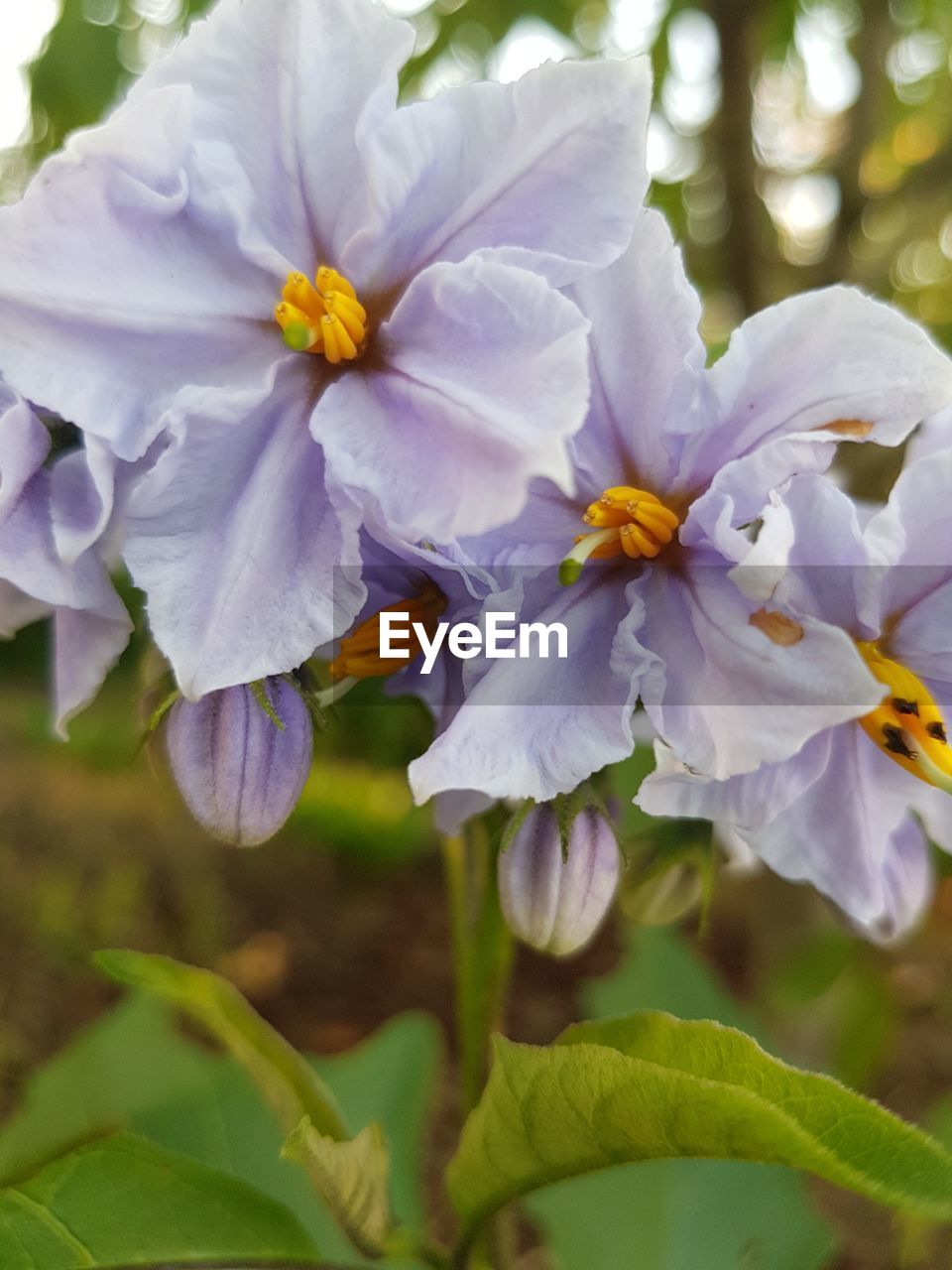 CLOSE-UP OF FLOWERS BLOOMING