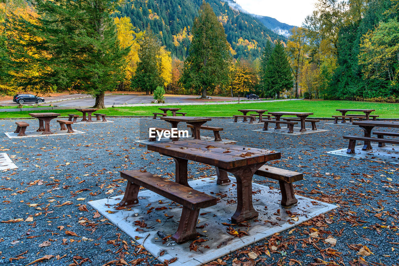 TREES ON TABLE AT PARK