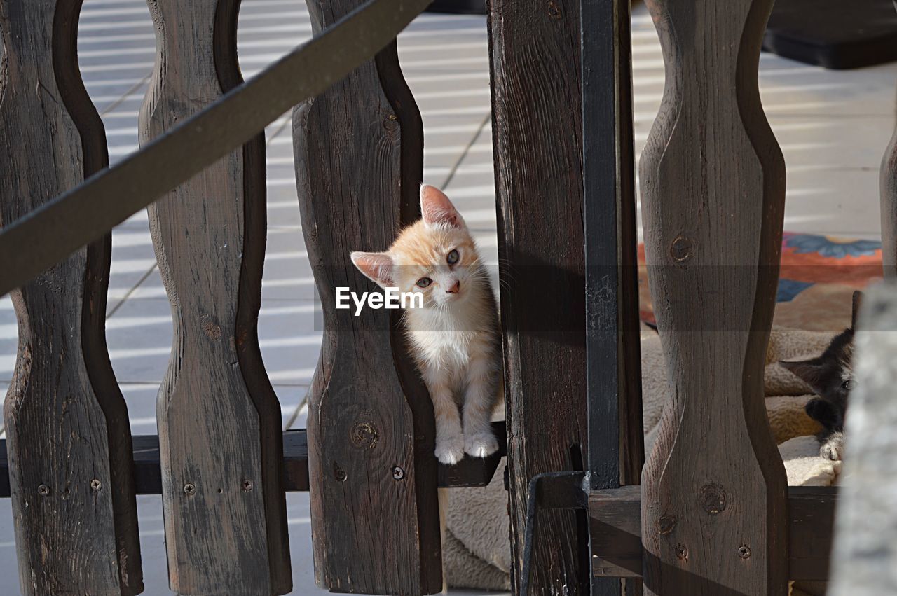 Portrait of cat sitting on wood