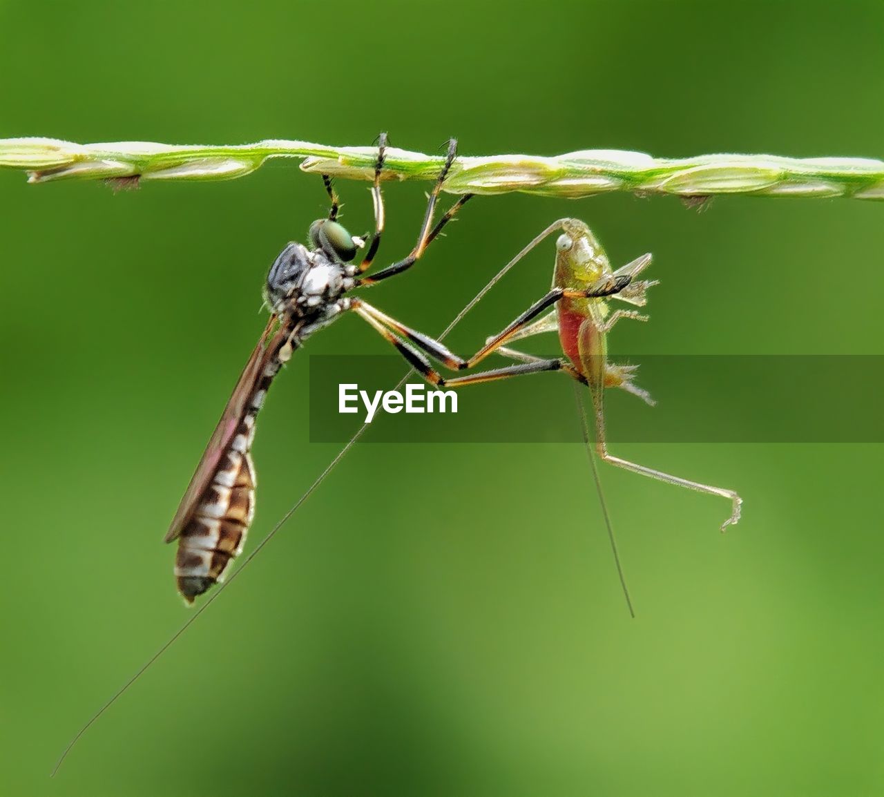 CLOSE-UP OF INSECT ON LEAF