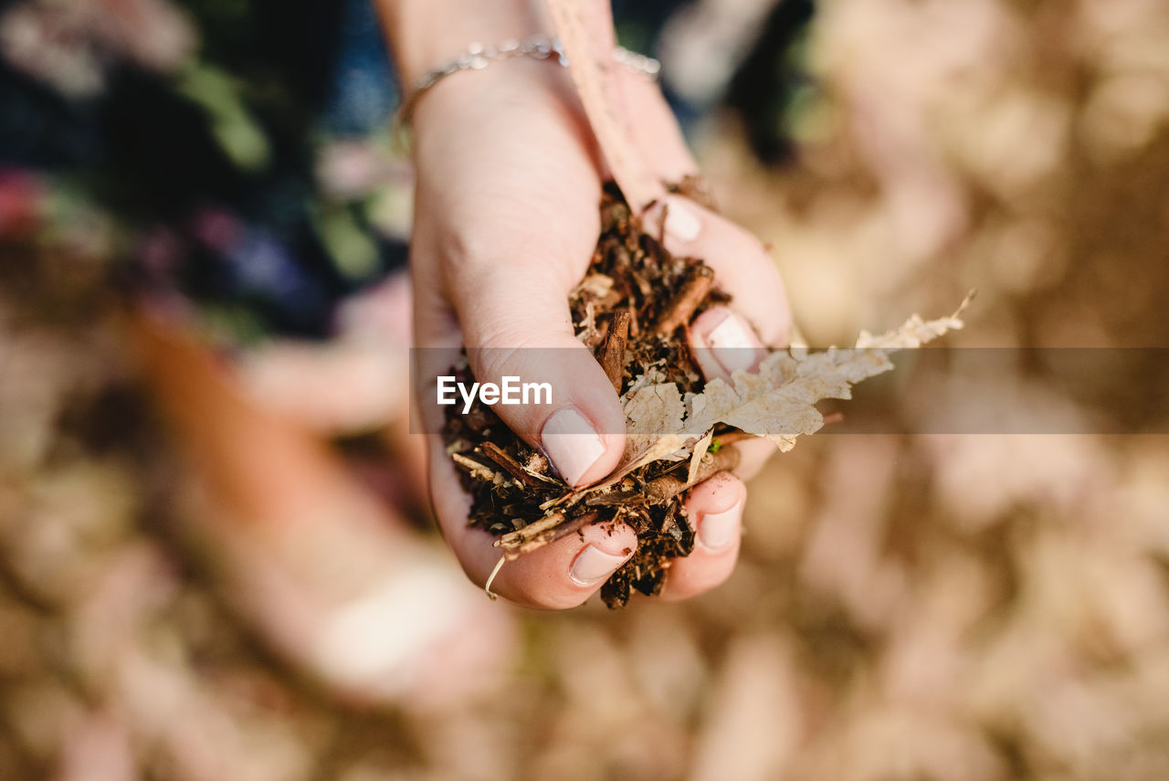 Close-up of woman hand holding dry leaves