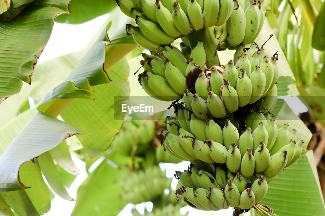 Group of green bananas grow on tree in the garden at asia farming