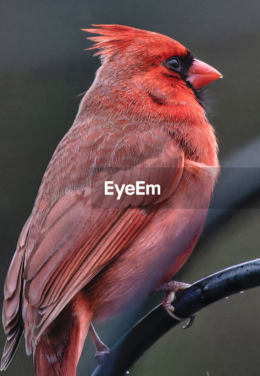 close-up of bird perching on tree