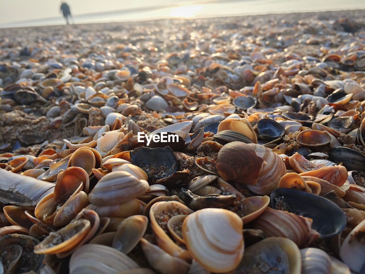 Close-up of shells on beach