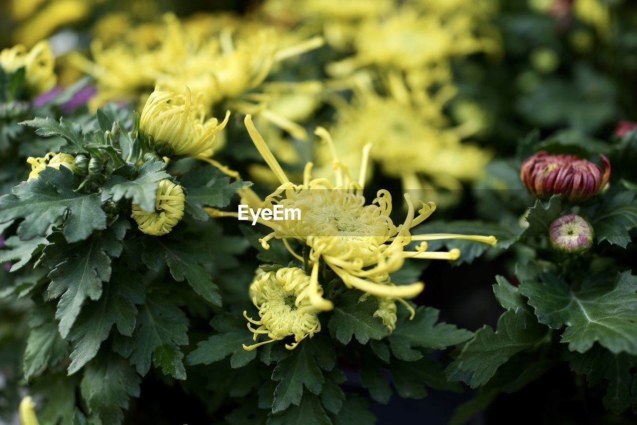 Close-up of flowering plant