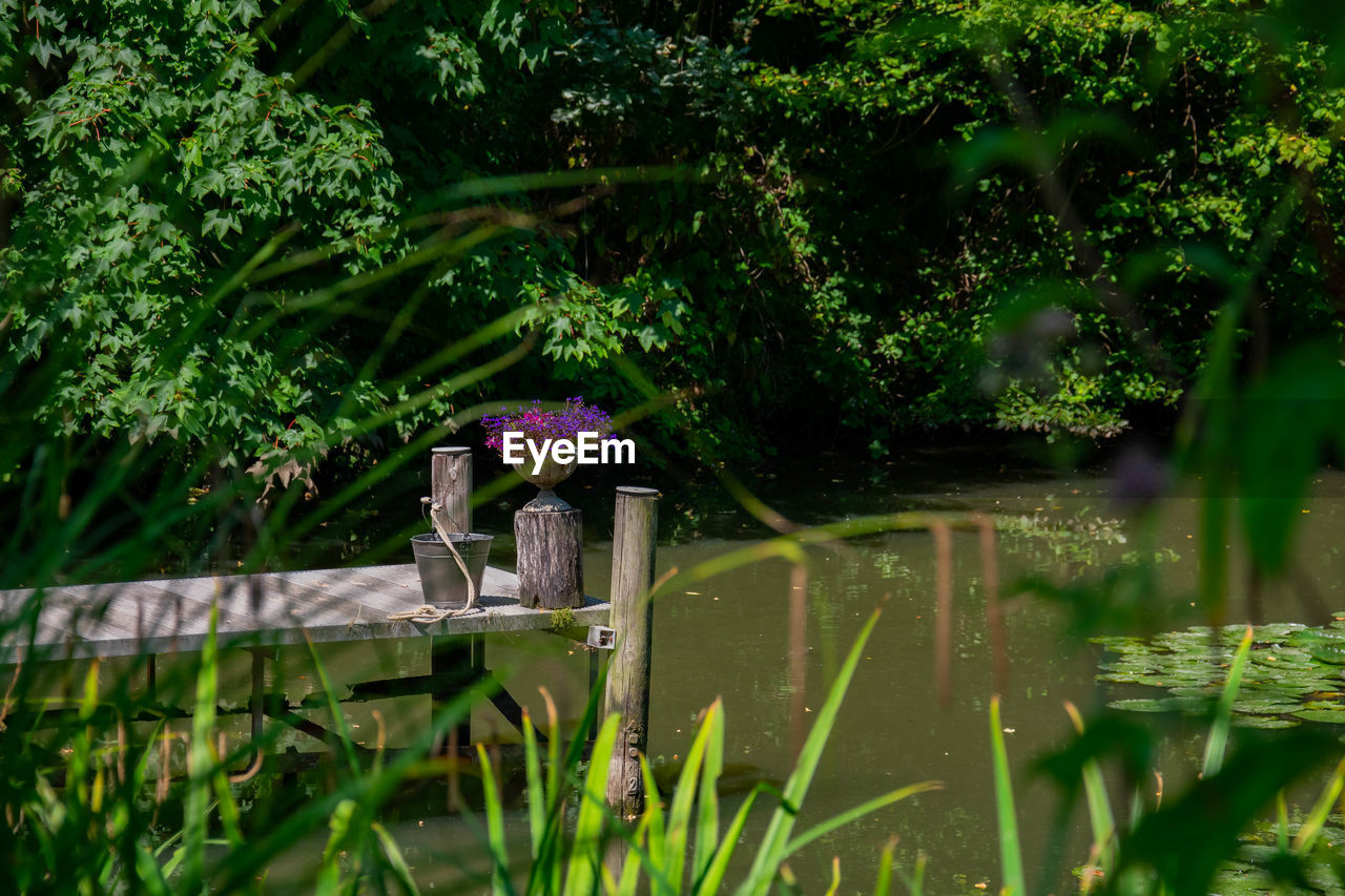 Purple flowering plants by lake