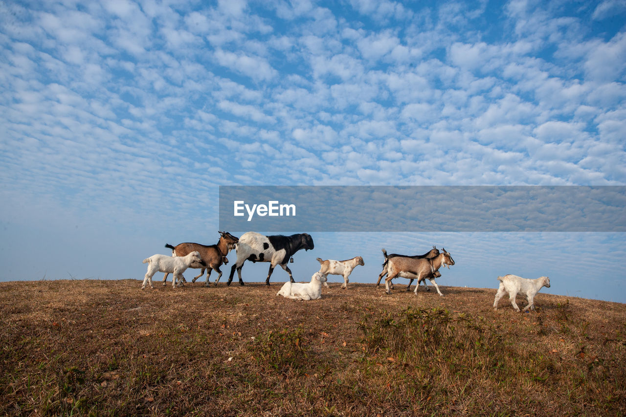 Horses on a field