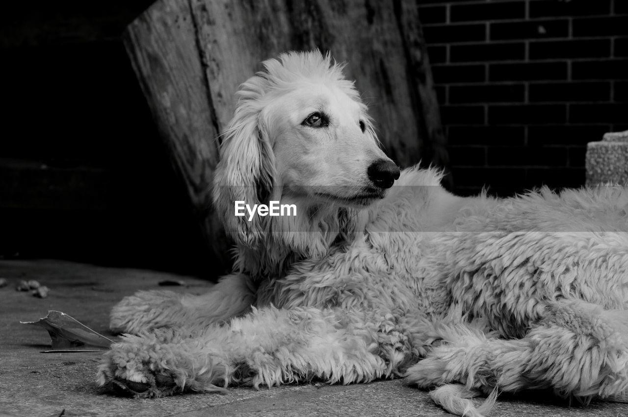 CLOSE-UP OF DOG SITTING ON CARPET