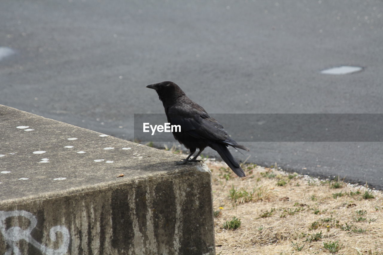 Bird perching on a road