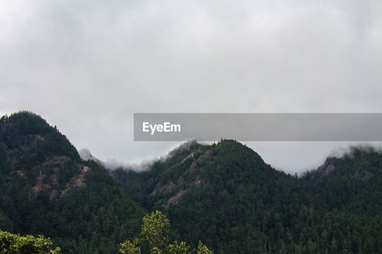 SCENIC VIEW OF TREES GROWING AGAINST SKY