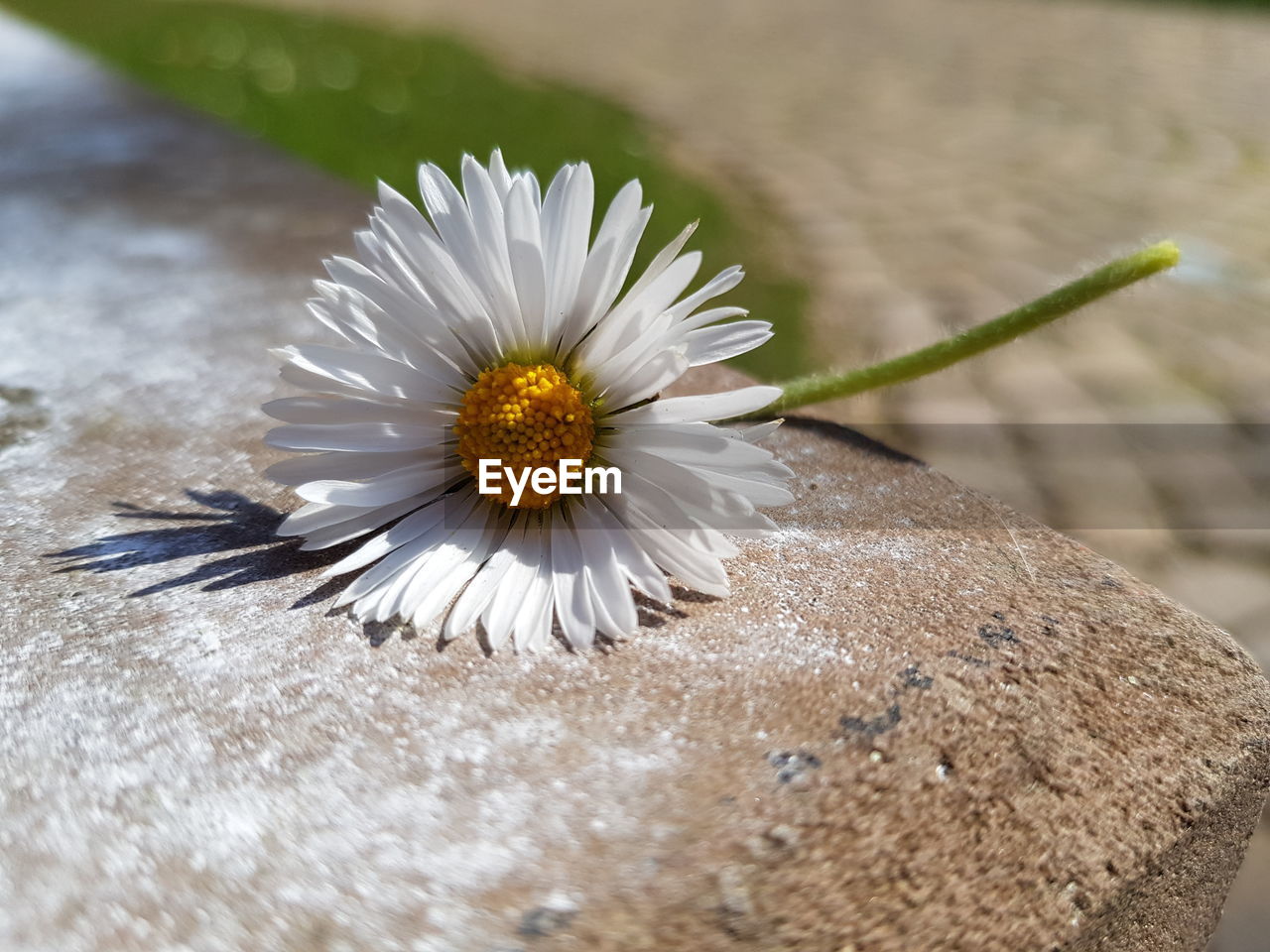 Close-up of white daisy flower