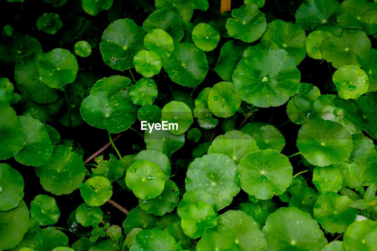 CLOSE-UP OF WET LEAVES