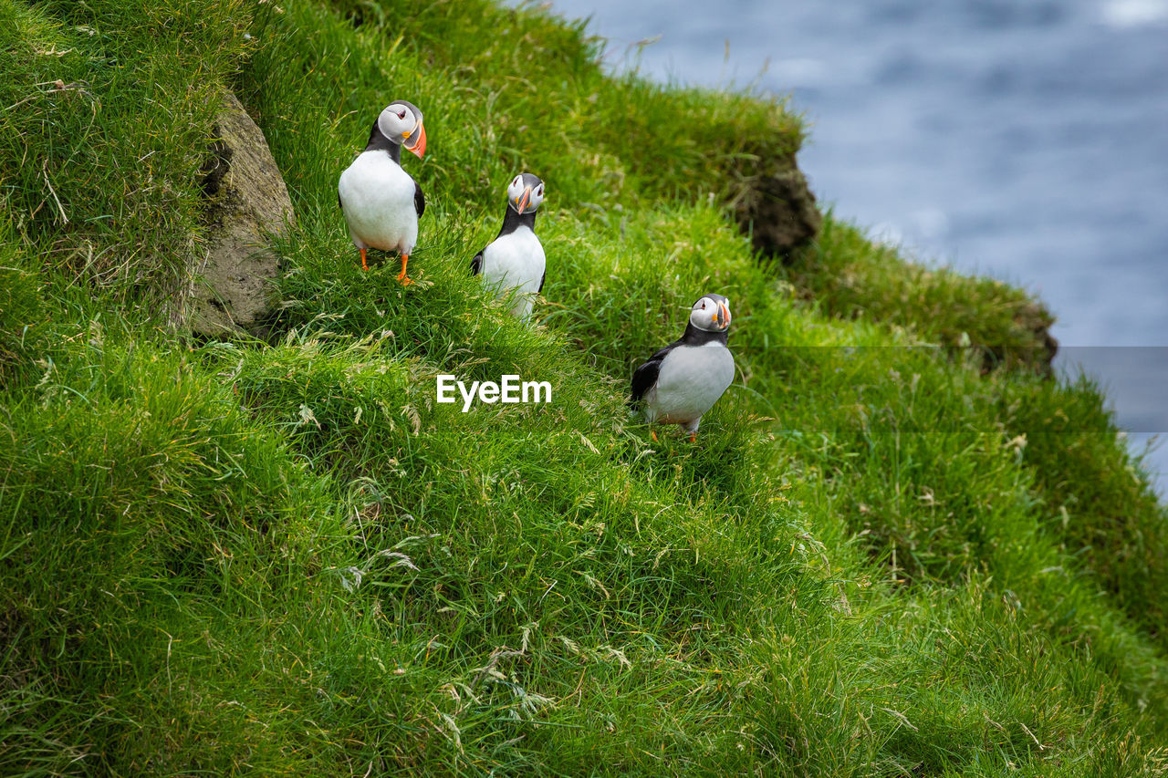 DUCKS ON GRASS