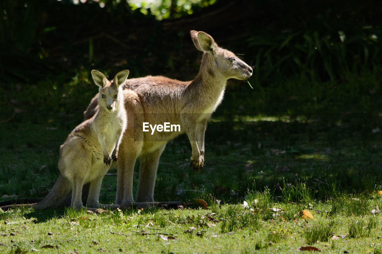 Kangaroos standing in a field