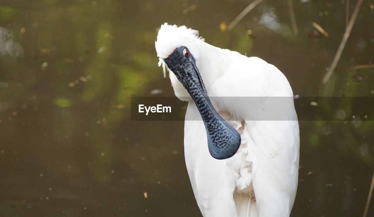 CLOSE-UP OF A DUCK IN LAKE