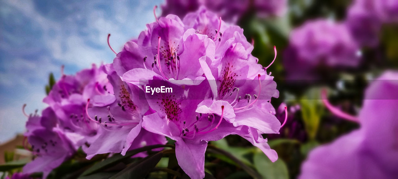 flower, flowering plant, plant, beauty in nature, freshness, purple, close-up, nature, petal, fragility, growth, flower head, pink, inflorescence, blossom, no people, outdoors, selective focus, springtime, focus on foreground, macro photography, magenta, botany, day, cloud