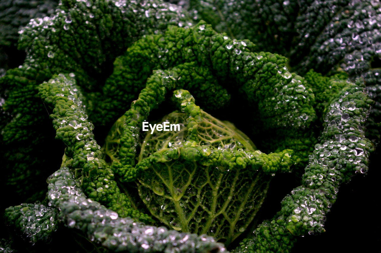 CLOSE-UP OF FRESH GREEN PLANTS