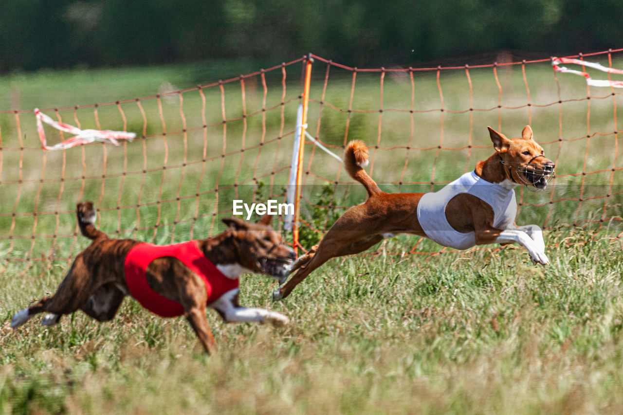 dog, animal, pet, animal themes, mammal, domestic animals, plant, grass, nature, animal sports, sports, motion, one animal, jumping, animal wildlife, day, outdoors, men, adult, activity, livestock, running, land, field