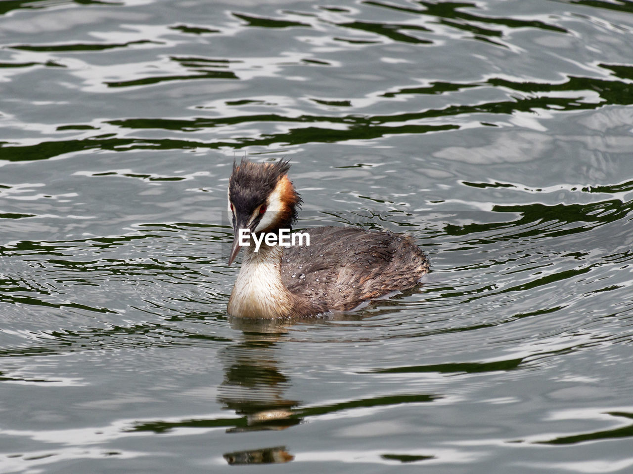 DUCK IN LAKE