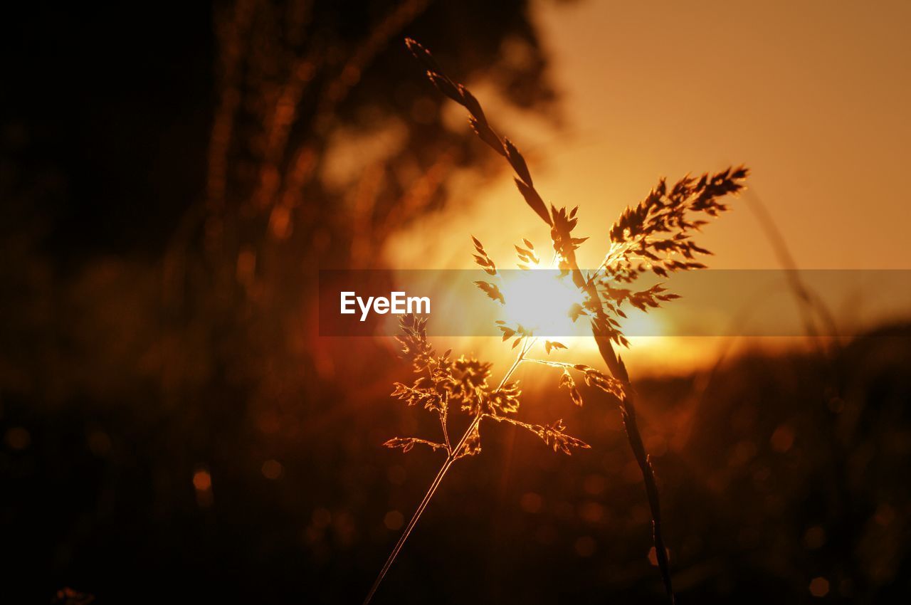 Close-up of plants against sunset sky