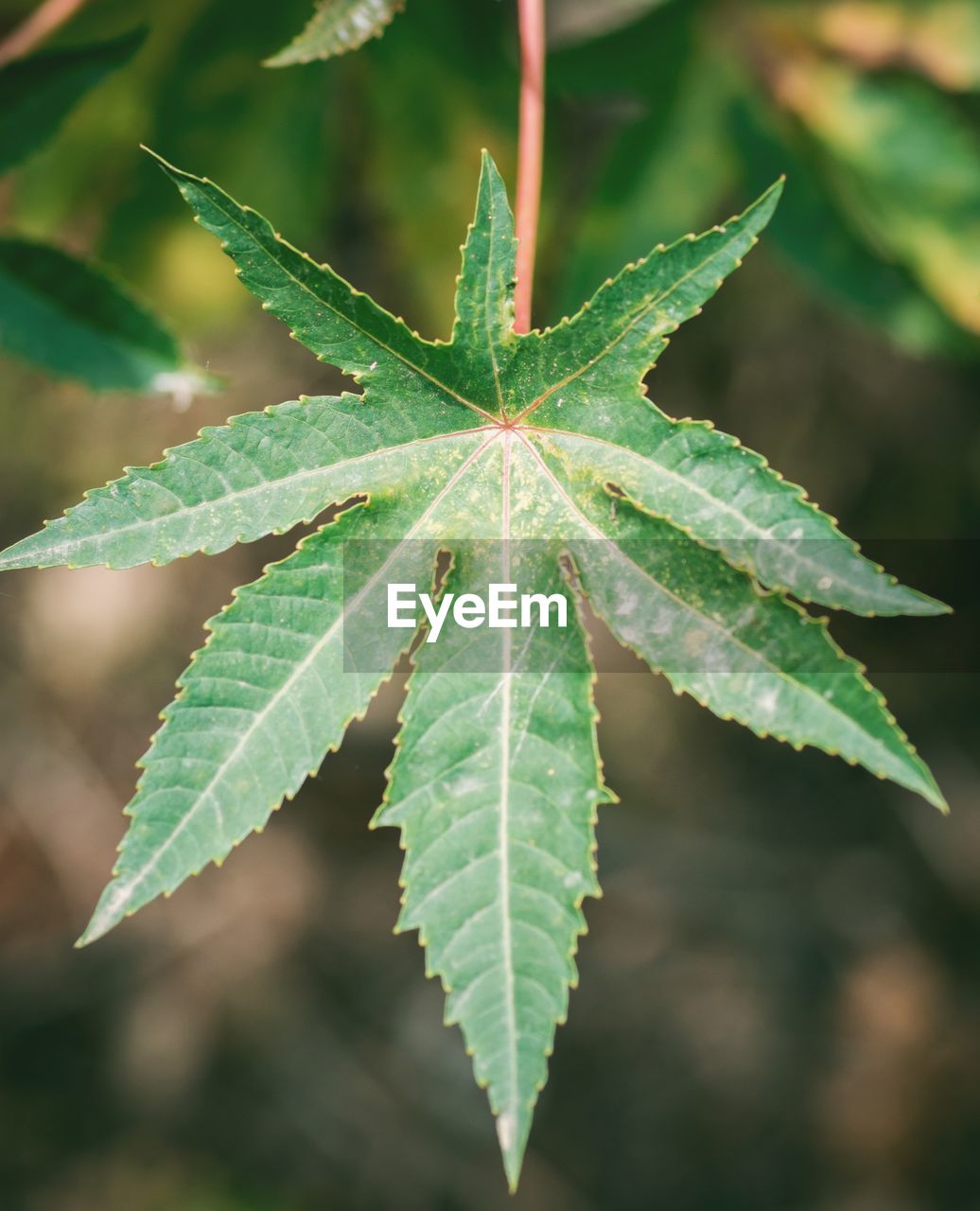 Close-up of green leaves ricinus communism