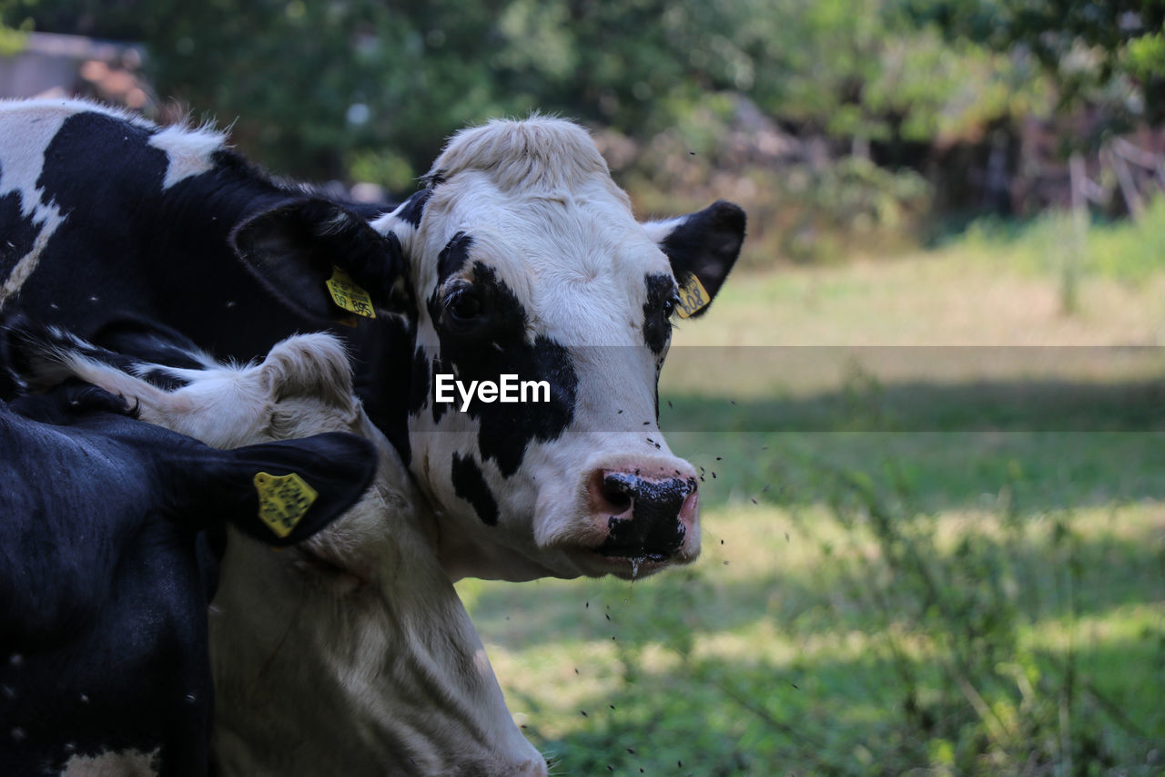 Cows in a field